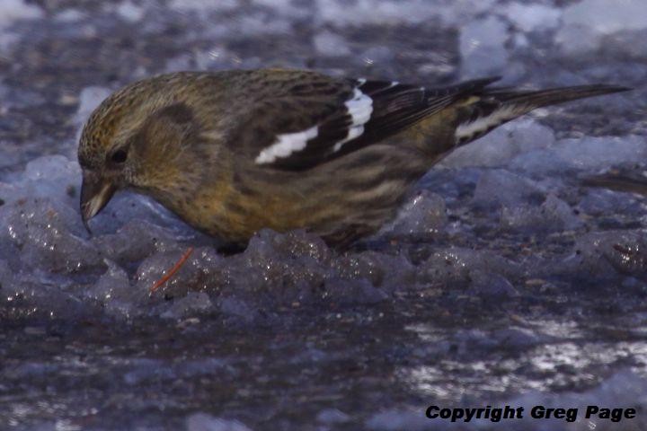 båndkorsnebb - ML647692865