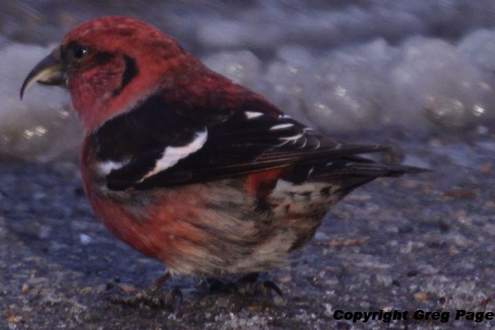 båndkorsnebb - ML647692866