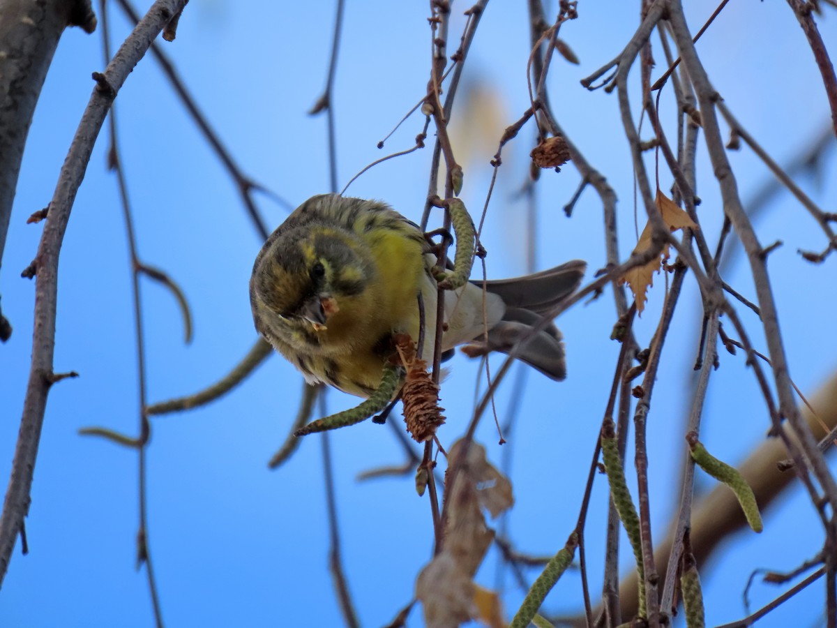 Girlitz - ML647692873