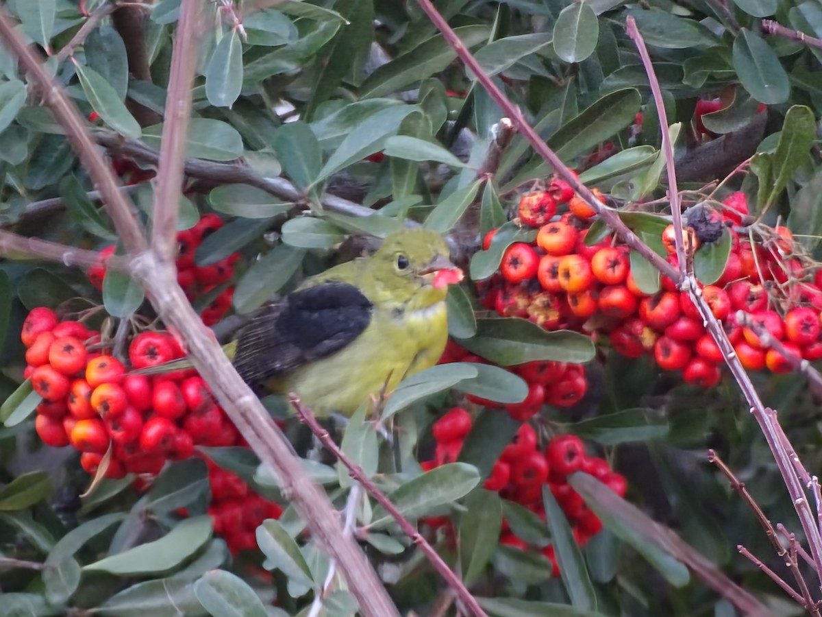 Scarlet Tanager - ML647692875