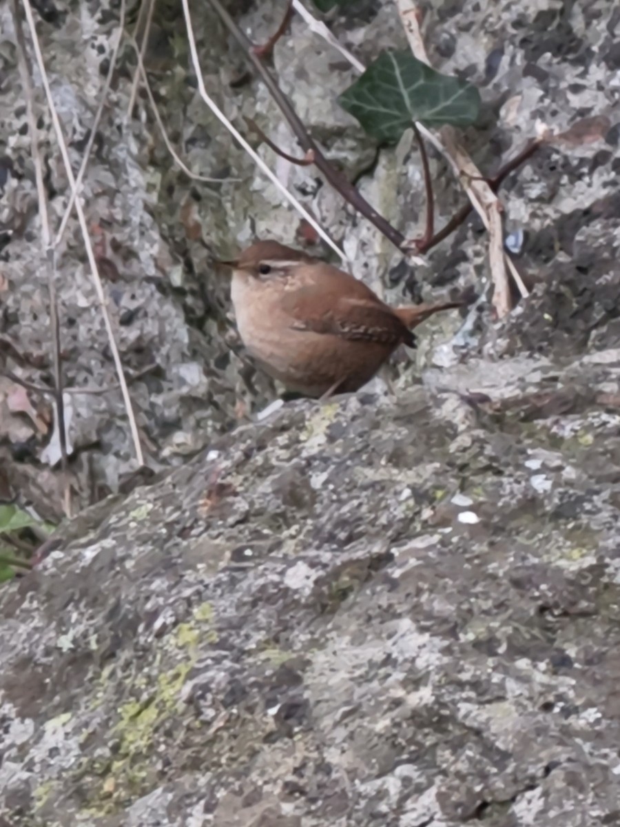 ミソサザイ - ML647692877