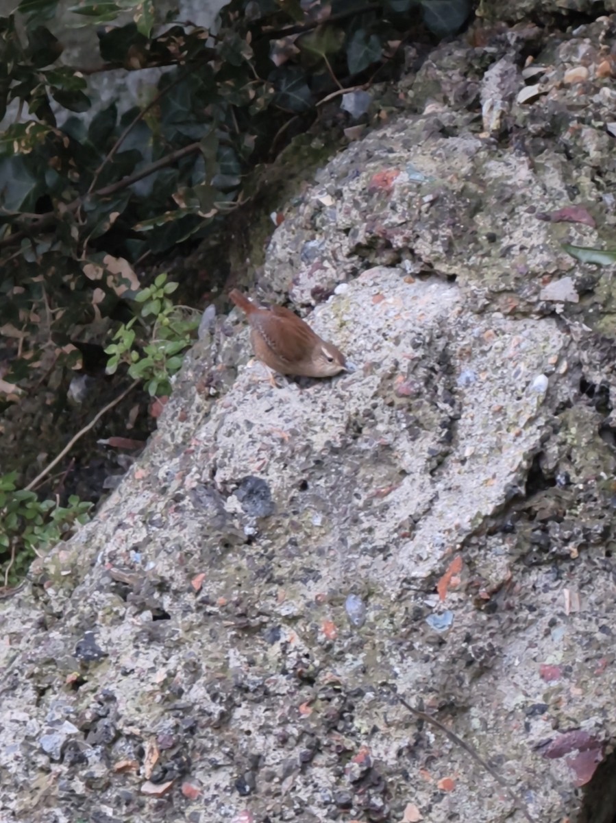 ミソサザイ - ML647692878