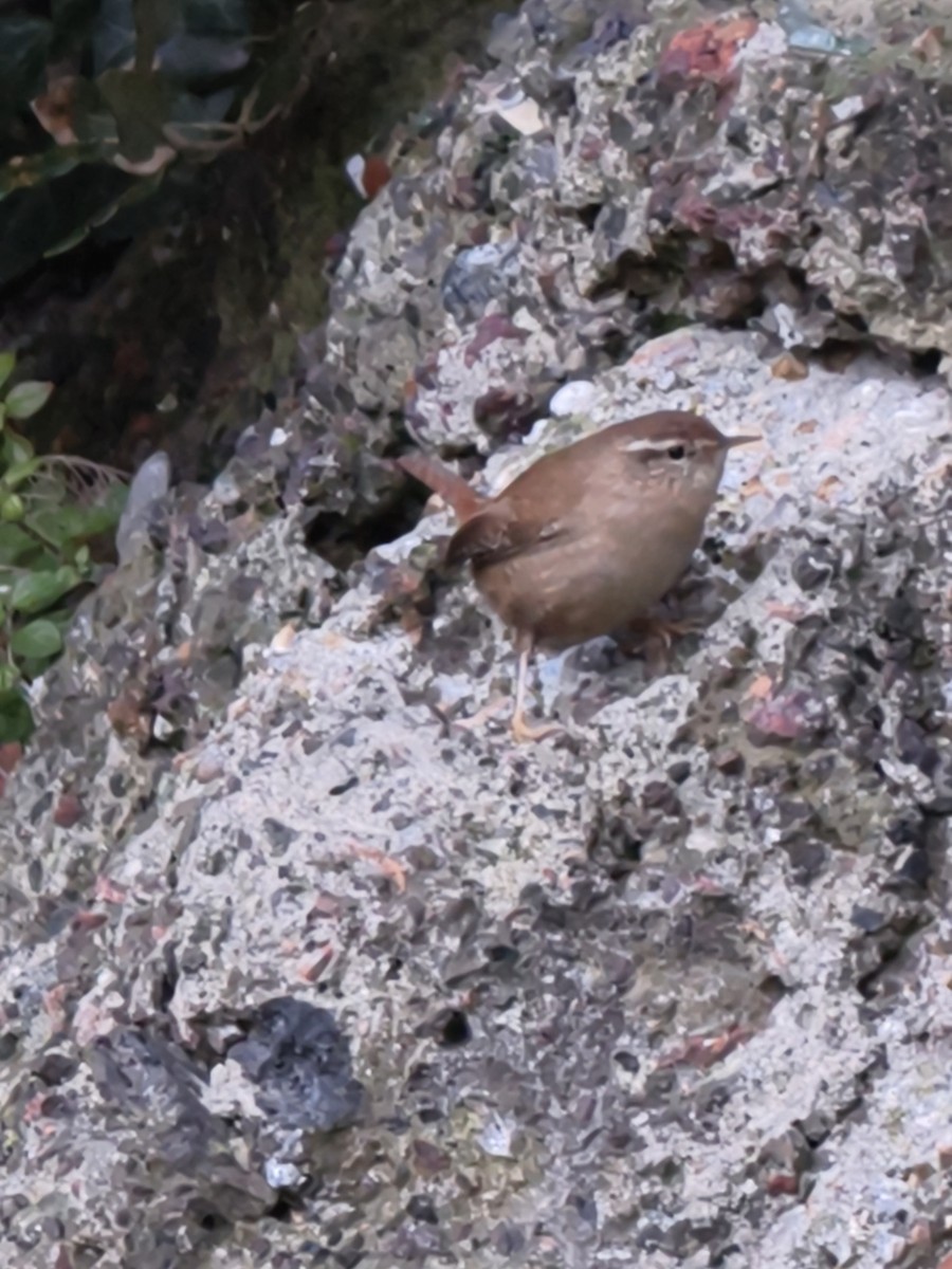 ミソサザイ - ML647692879