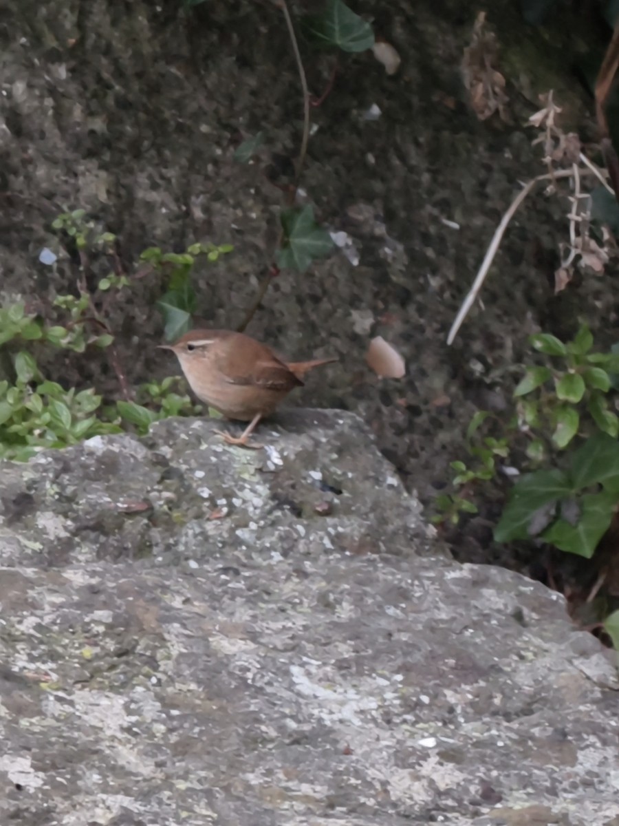 ミソサザイ - ML647692880