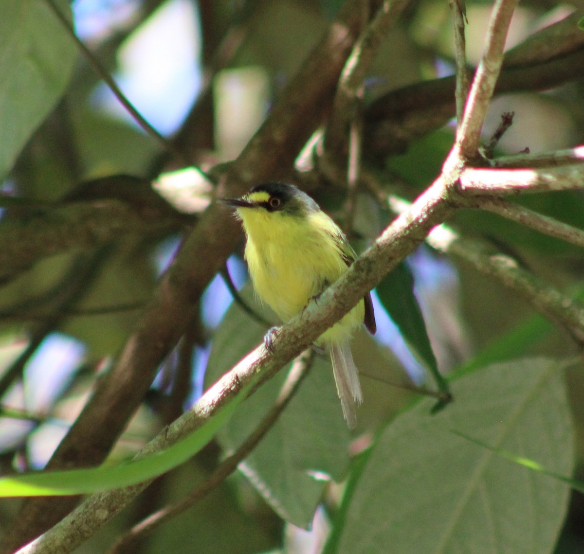 Titirijí Cabecigrís - ML647692922