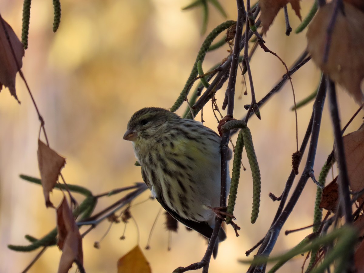 Girlitz - ML647692928