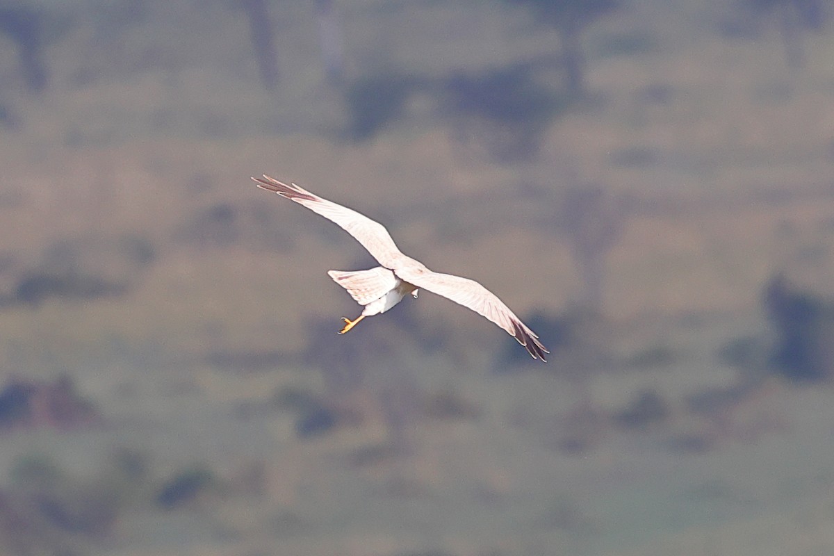 Aguilucho Papialbo - ML647692944