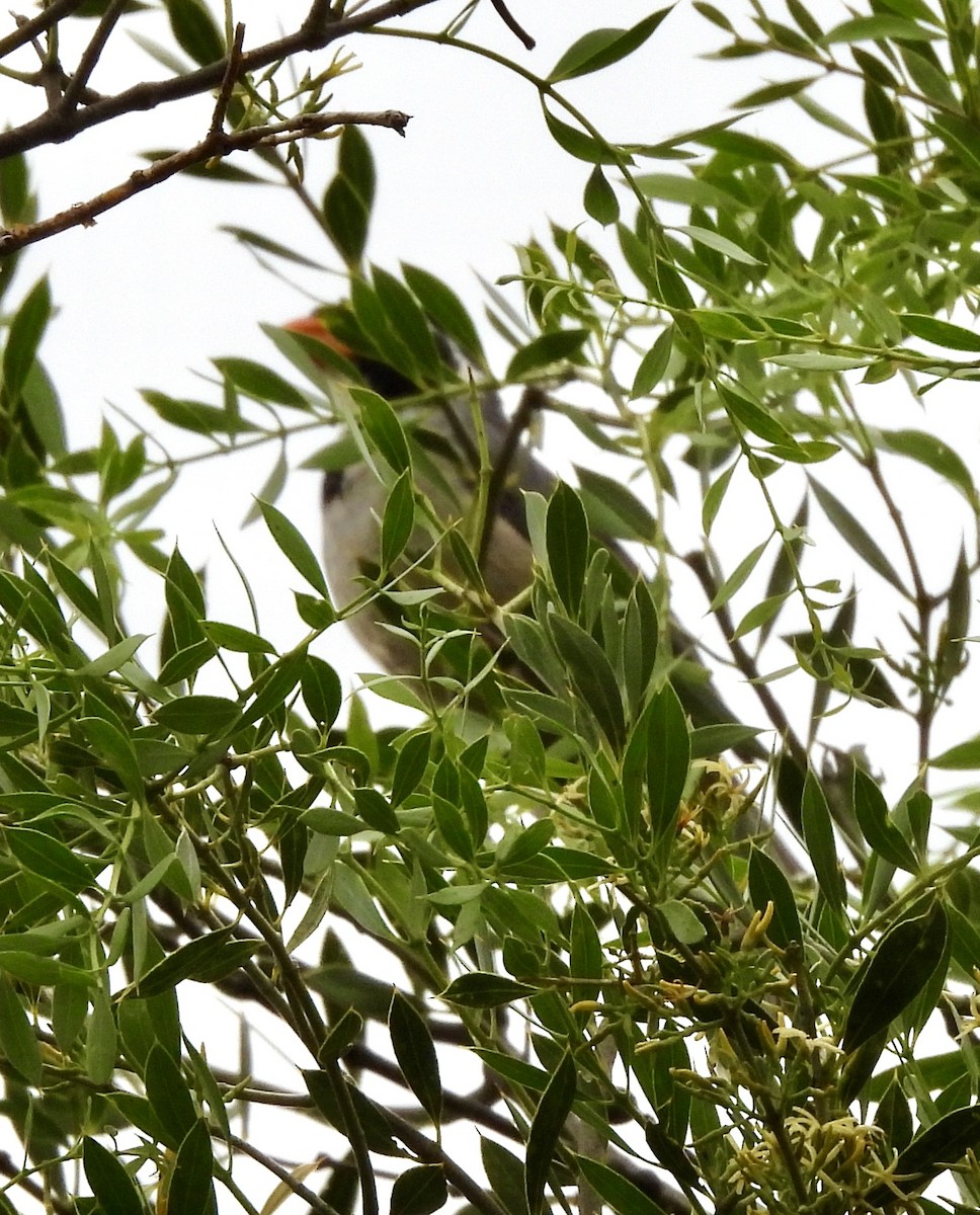 Golden-billed Saltator - ML647692961