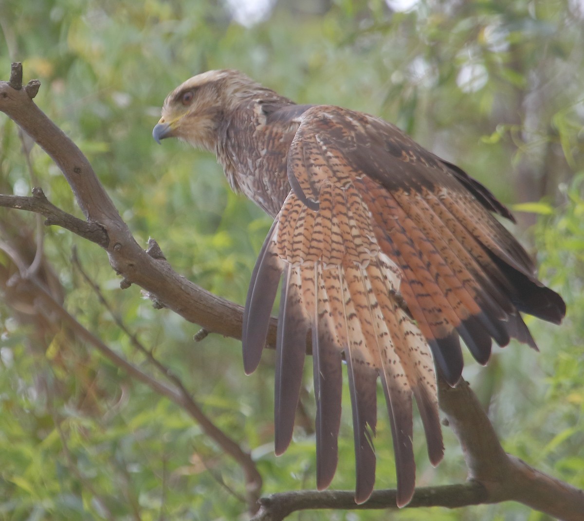 Otlak Şahini - ML647693006