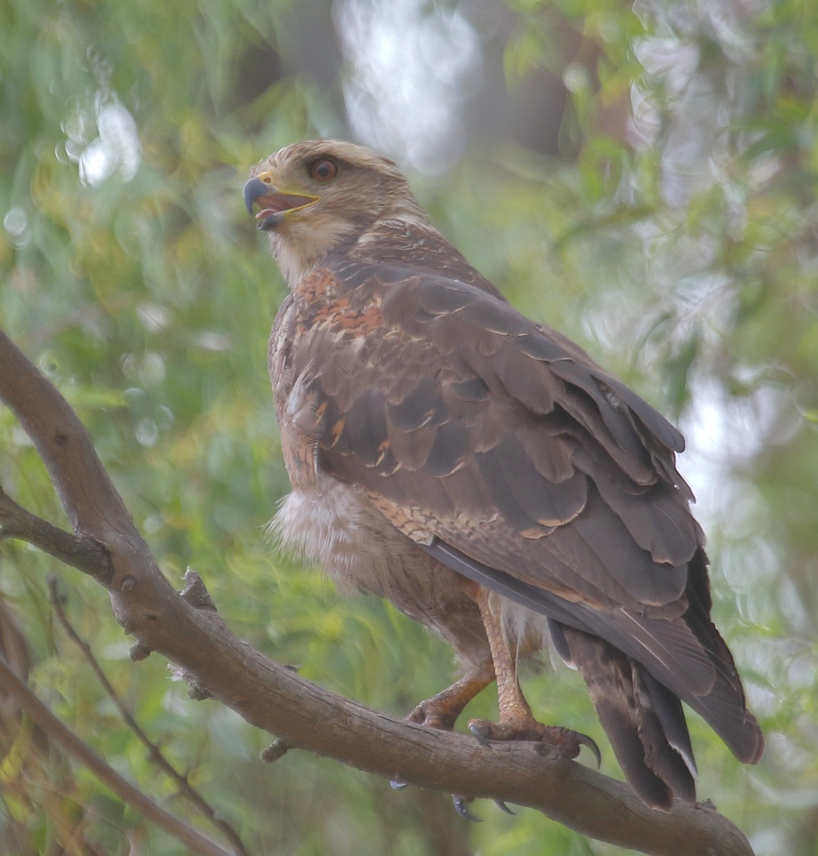 Otlak Şahini - ML647693034