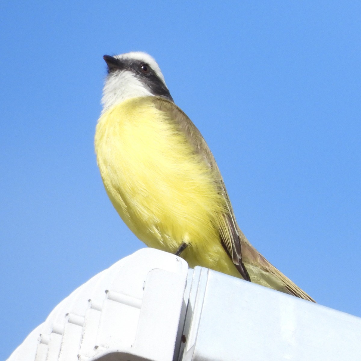 Rotscheitel-Maskentyrann - ML647693051