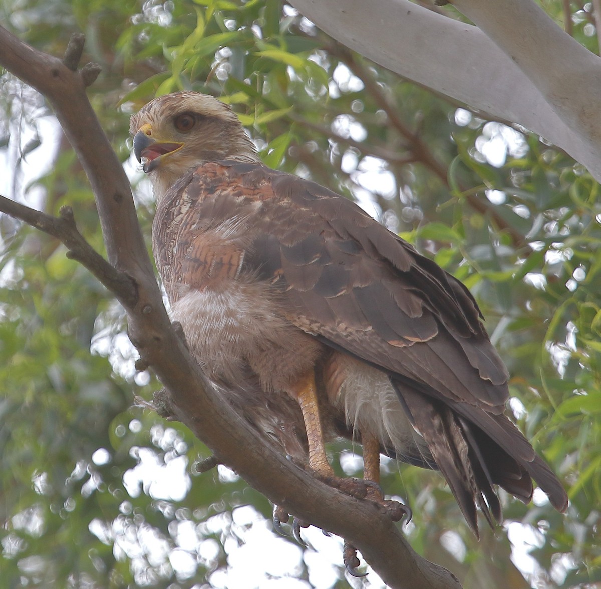 Otlak Şahini - ML647693060