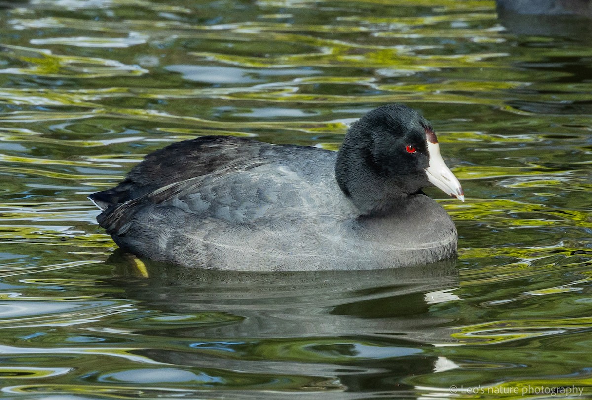 Лиска американська - ML647693073