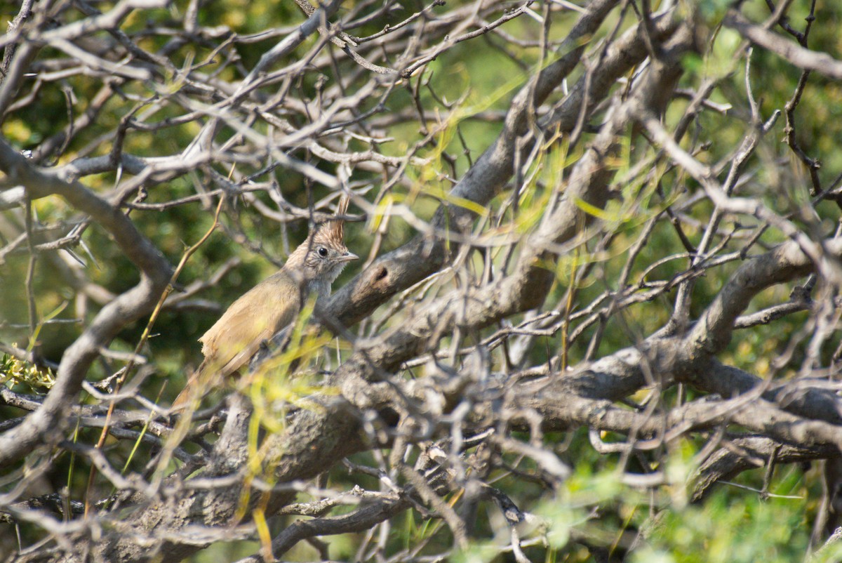 Crested Gallito - ML647693093