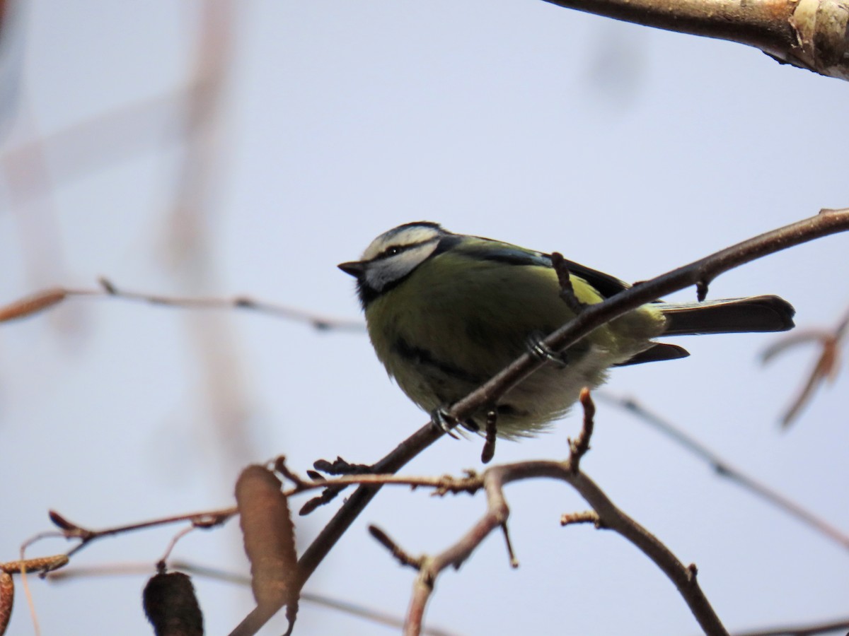 Herrerillo Común - ML647693094