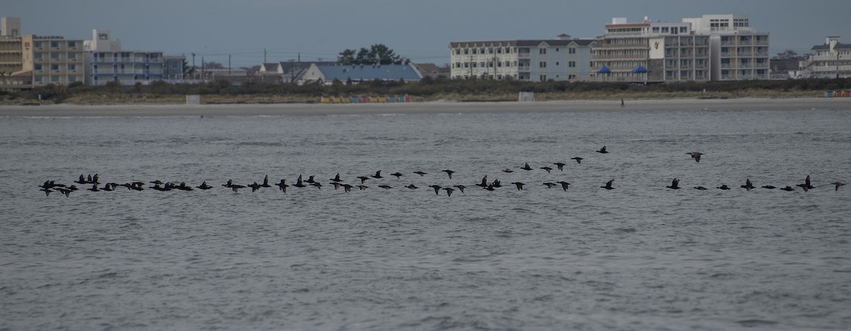 Black Scoter - ML647693099