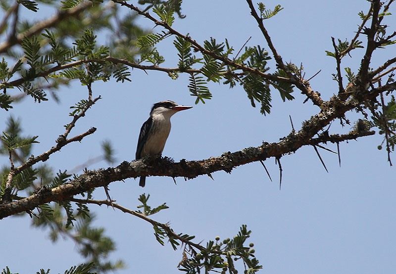 Striped Kingfisher - ML647693109