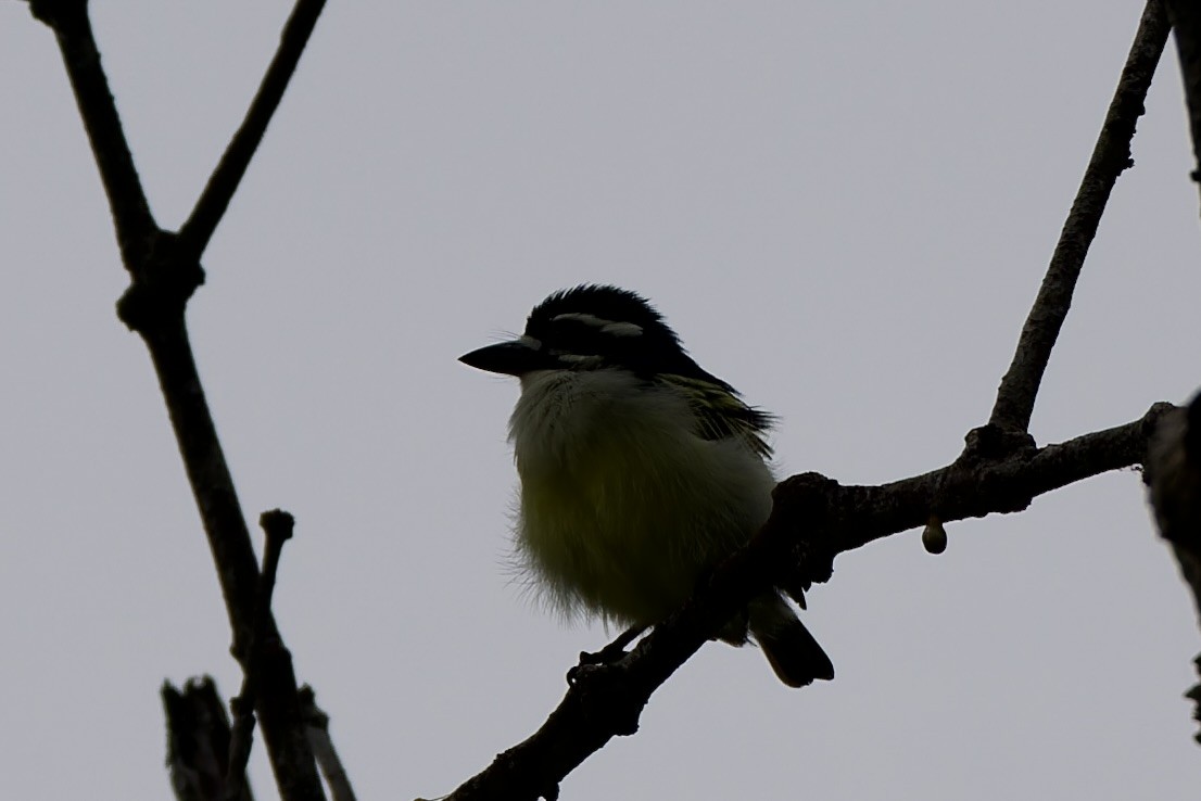 Yellow-rumped Tinkerbird - ML647693110