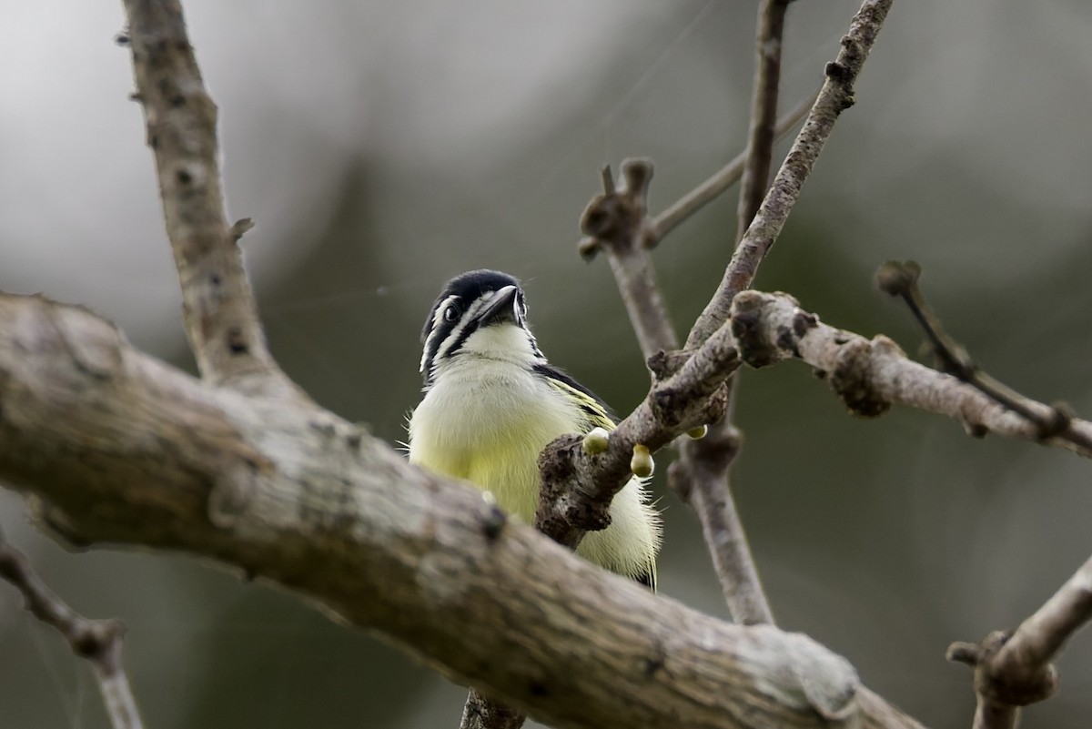 Yellow-rumped Tinkerbird - ML647693111