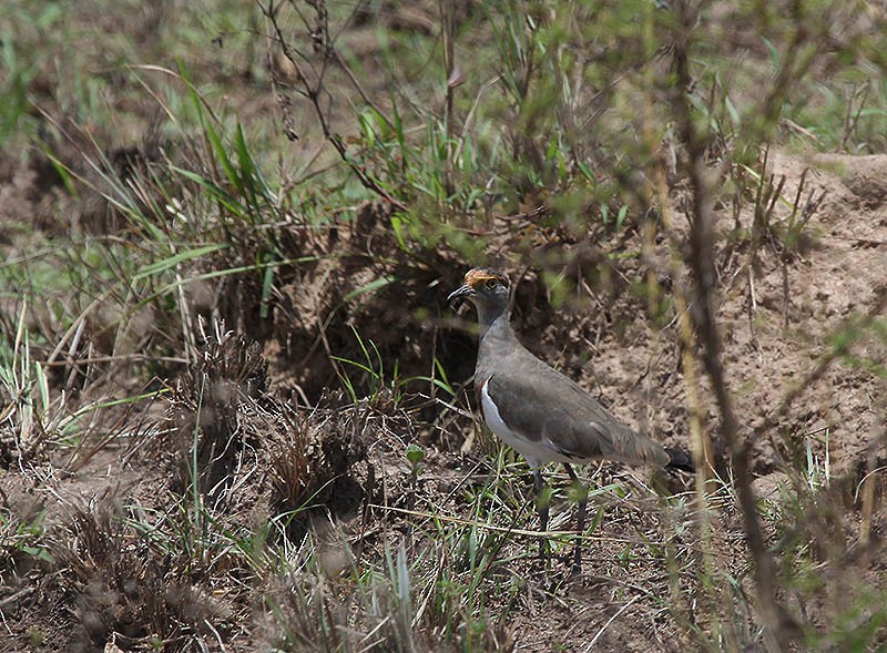 Brown-chested Lapwing - ML647693122
