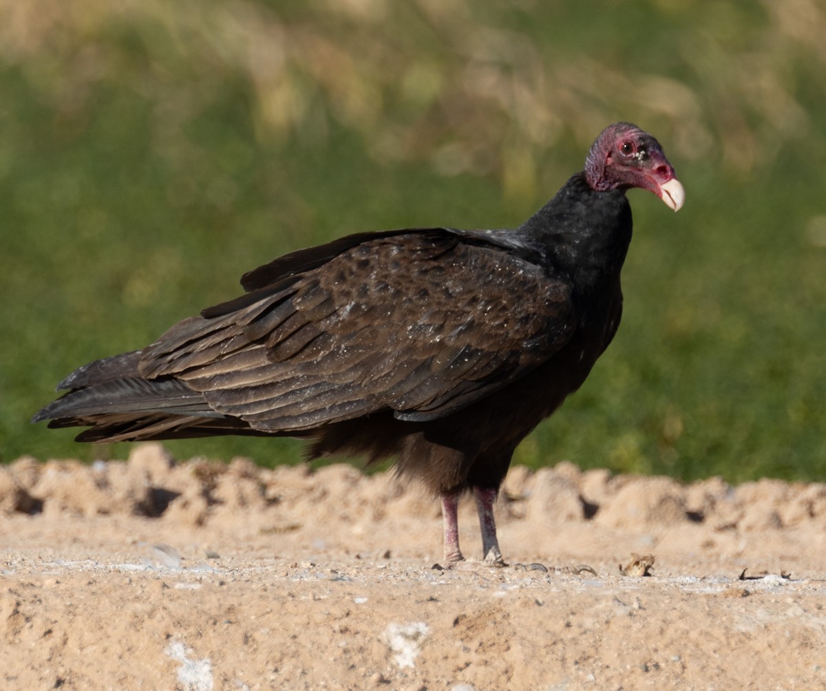 Turkey Vulture - ML647693140