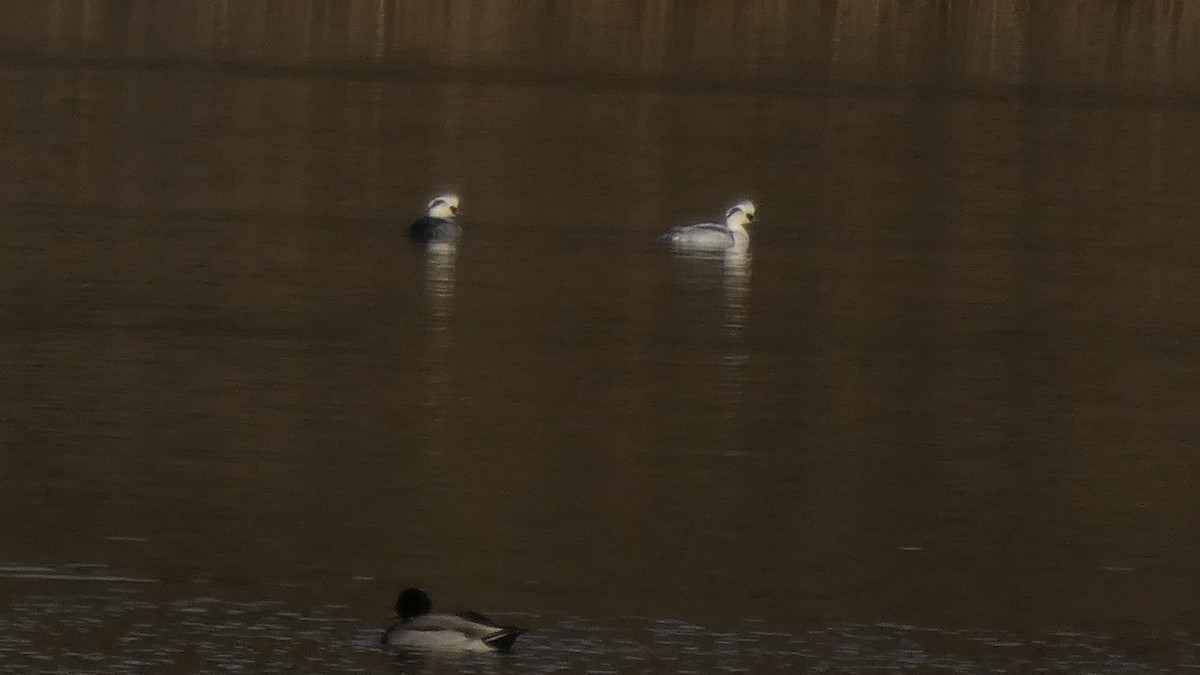 Крех малий - ML647693141