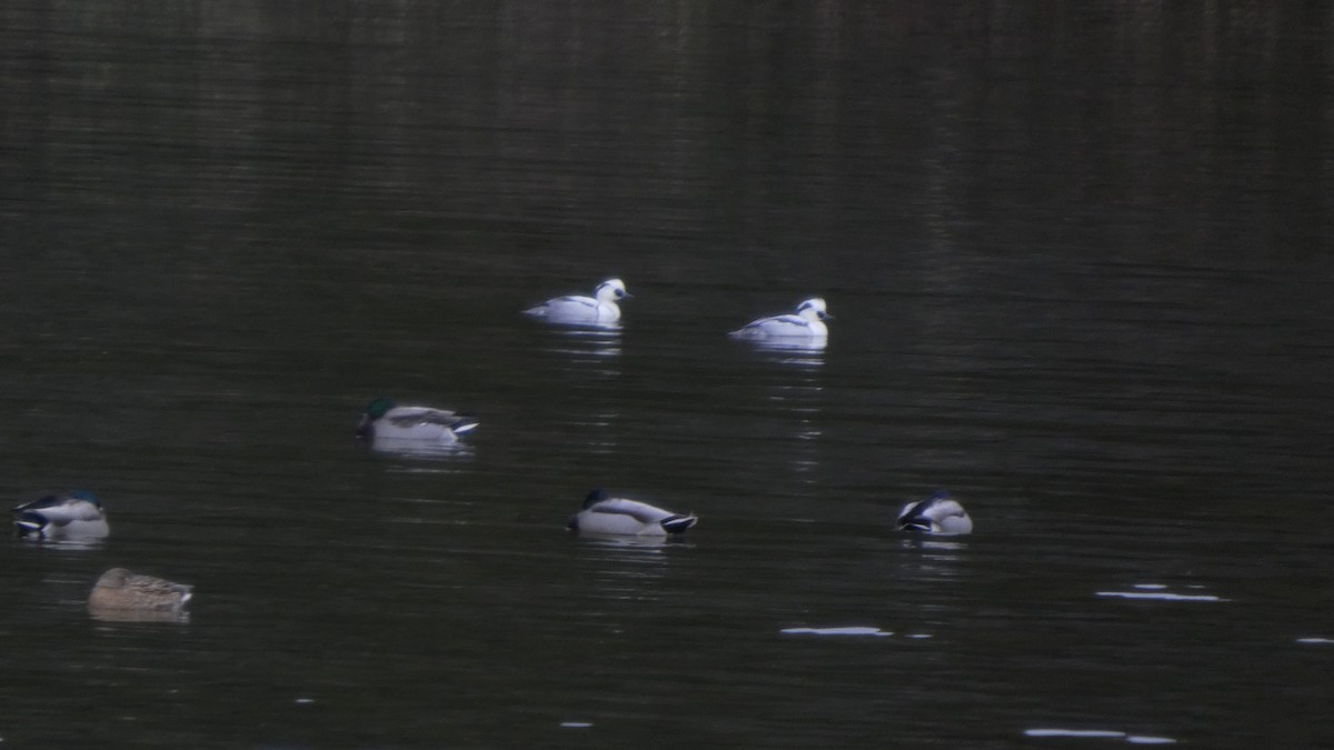 Крех малий - ML647693142