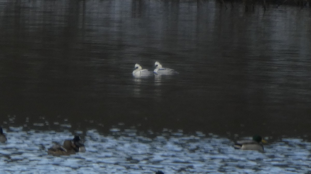 Крех малий - ML647693144