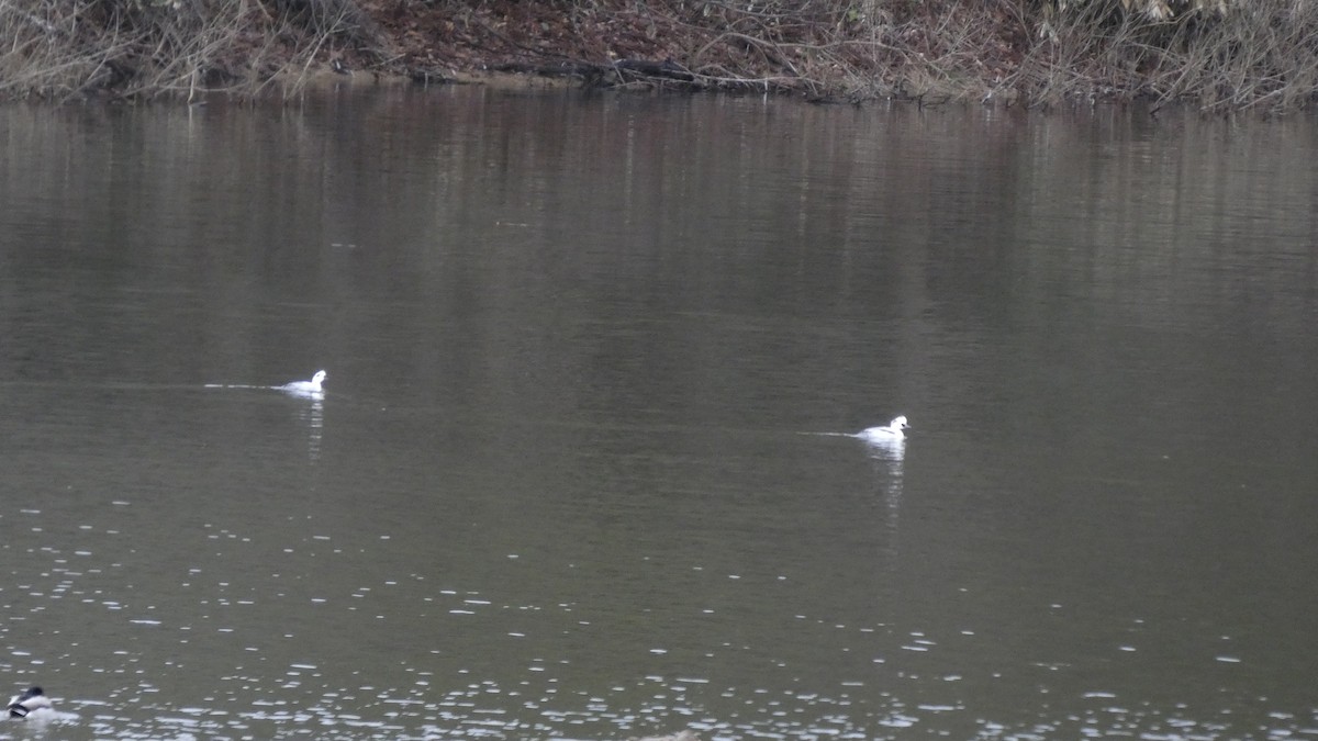 Крех малий - ML647693146