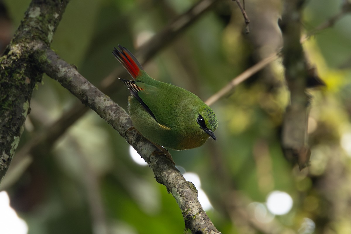 Fire-tailed Myzornis - ML647693154