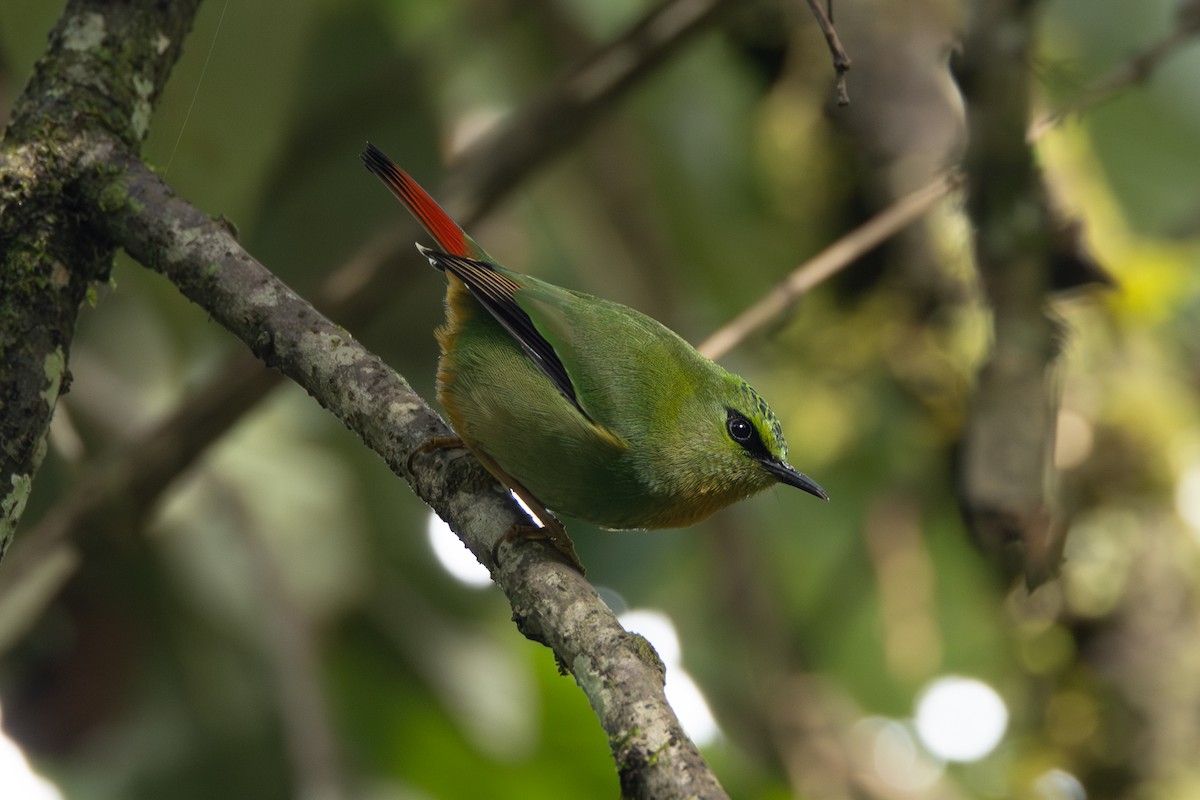 Fire-tailed Myzornis - ML647693155