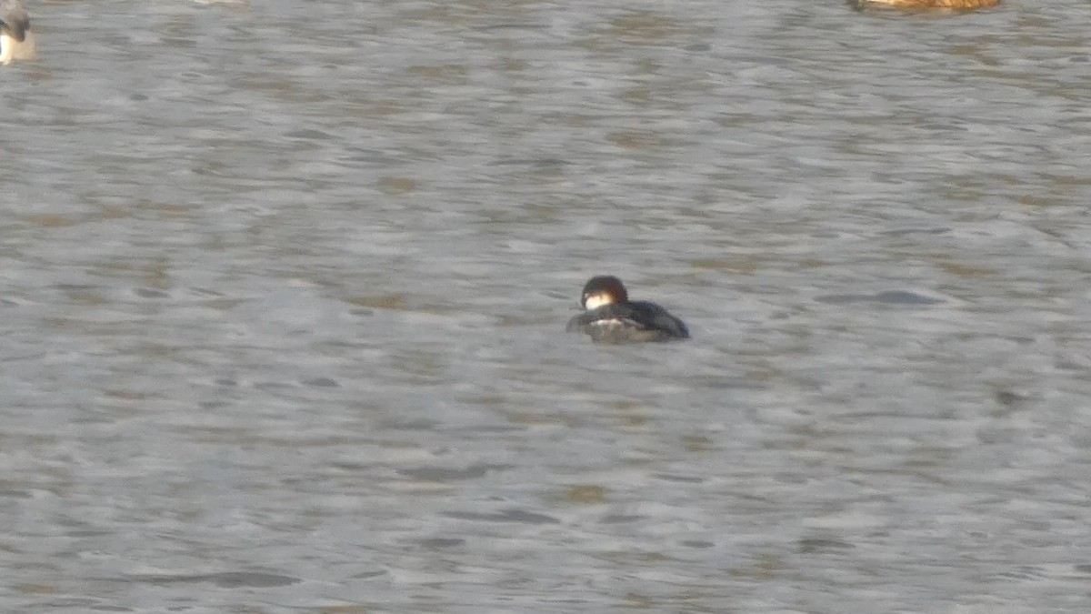 Крех малий - ML647693186