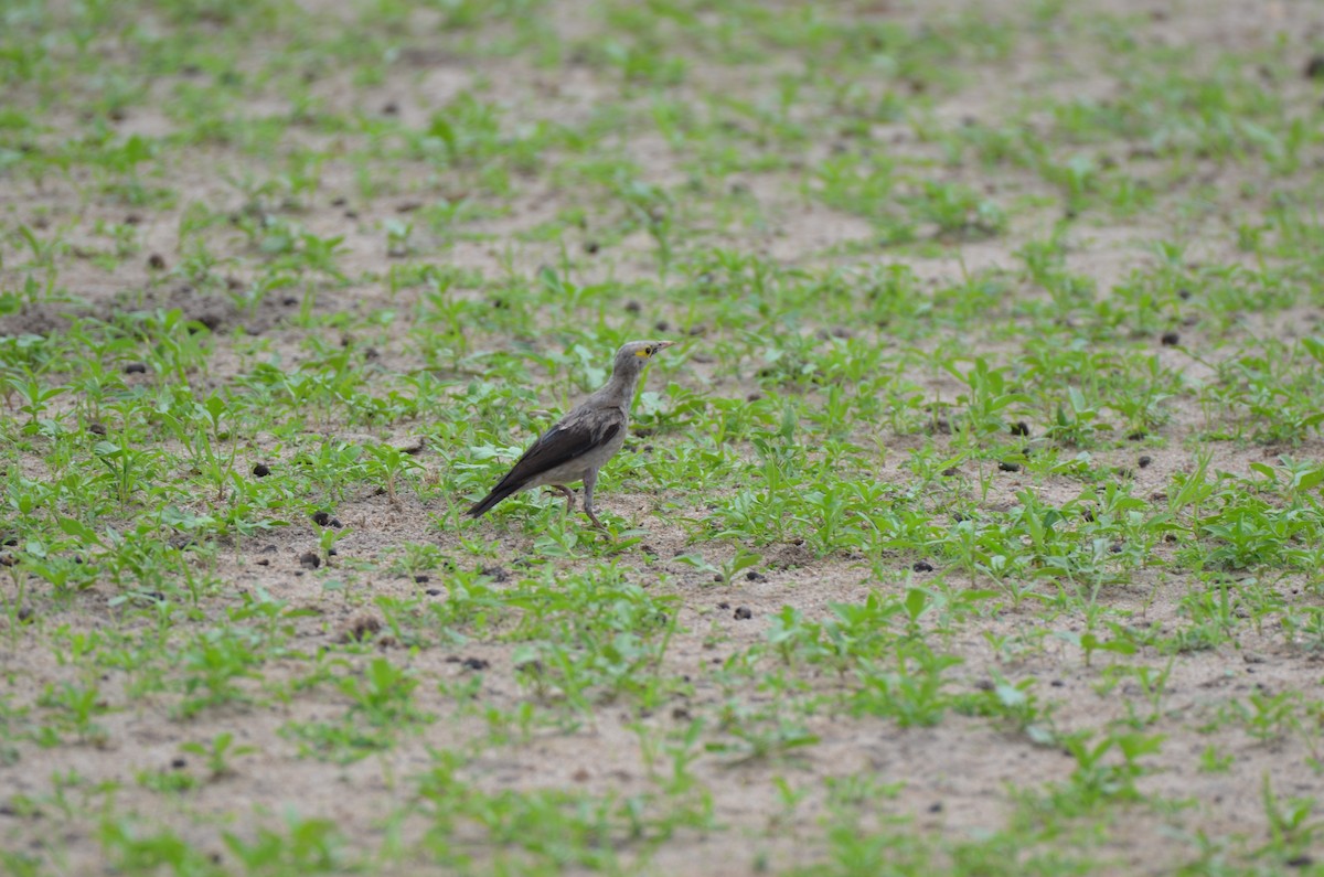 Wattled Starling - ML647693200