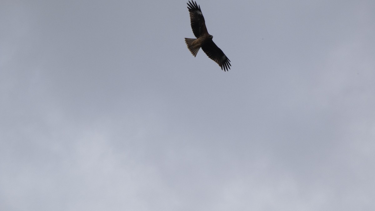 Шуліка чорний - ML647693229