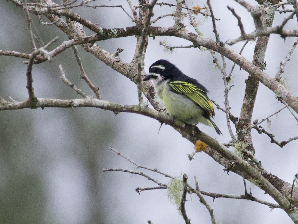 Yellow-rumped Tinkerbird - ML647693280