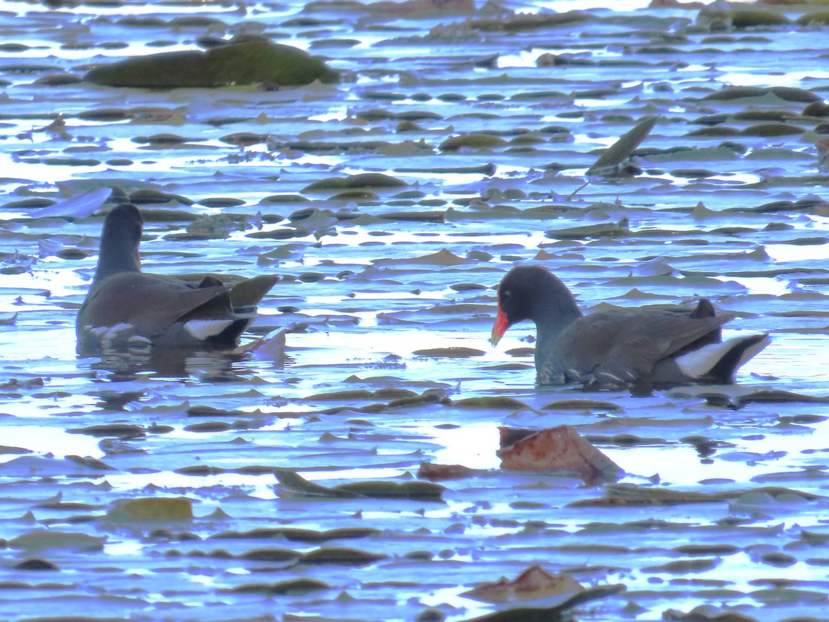 Курочка латиноамериканська - ML647693288