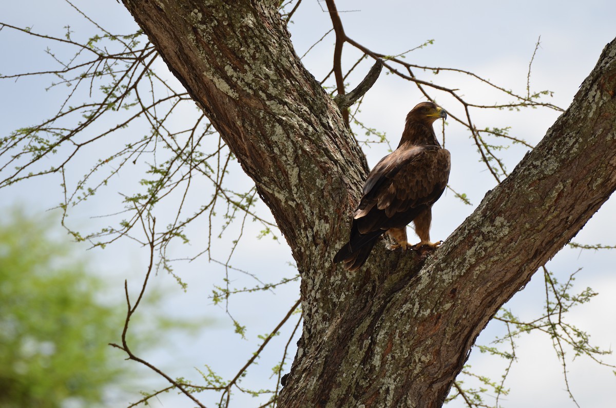 Tawny Eagle - ML647693289