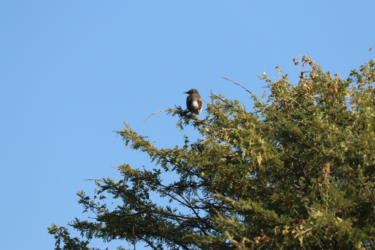 Wattled Starling - ML647693291