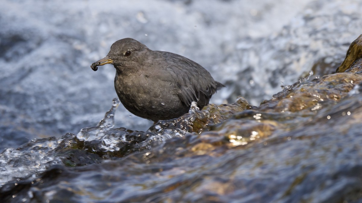 American Dipper - ML647693323