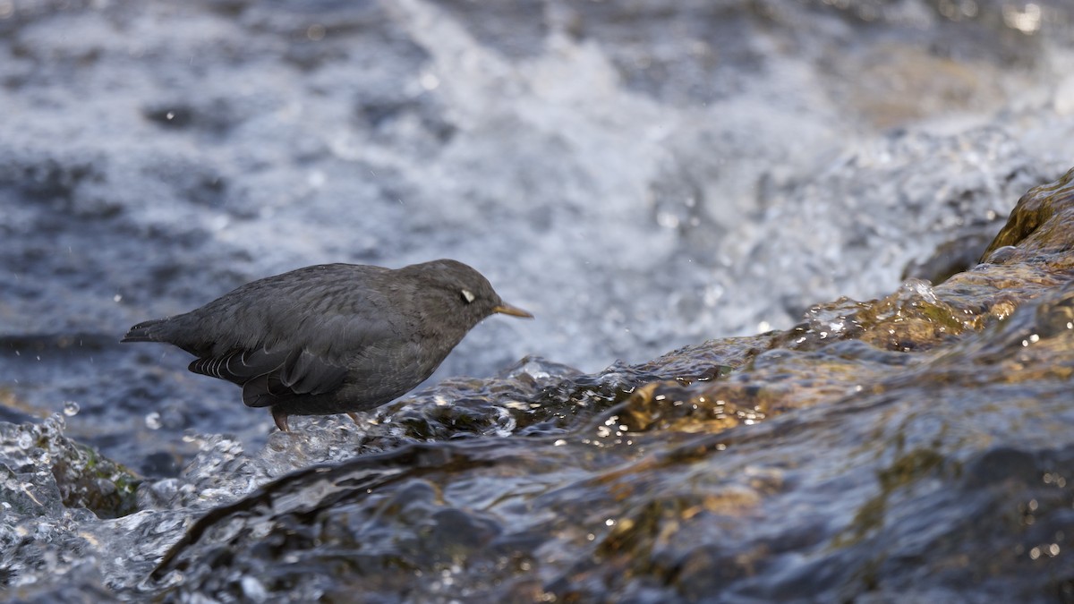 American Dipper - ML647693324