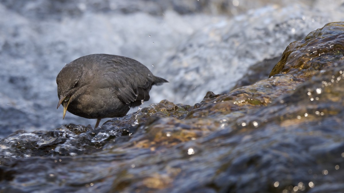 American Dipper - ML647693325