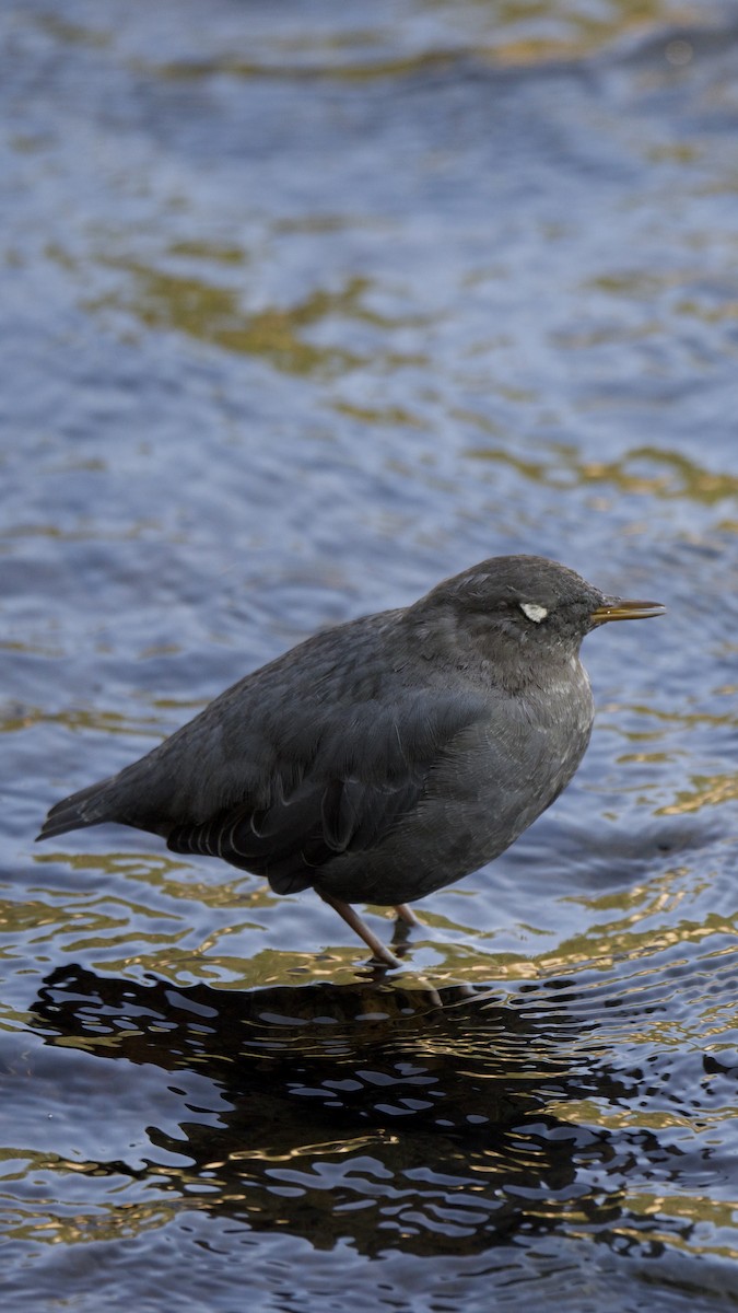 American Dipper - ML647693326