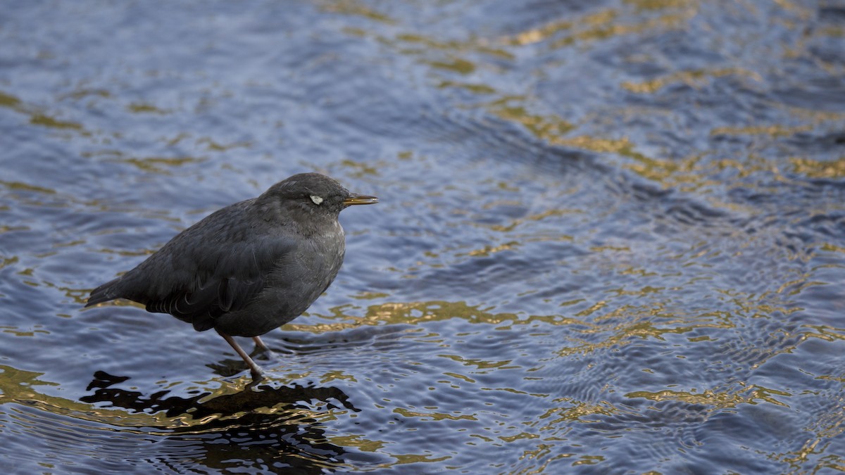 American Dipper - ML647693327