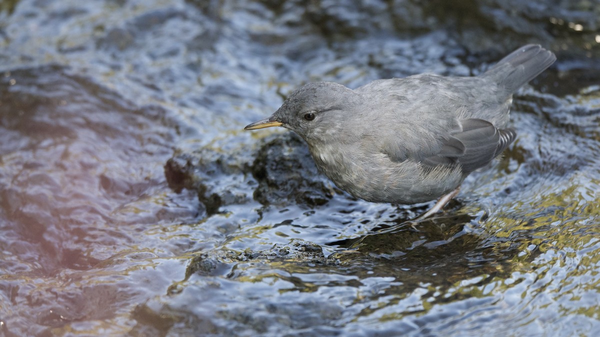 American Dipper - ML647693328