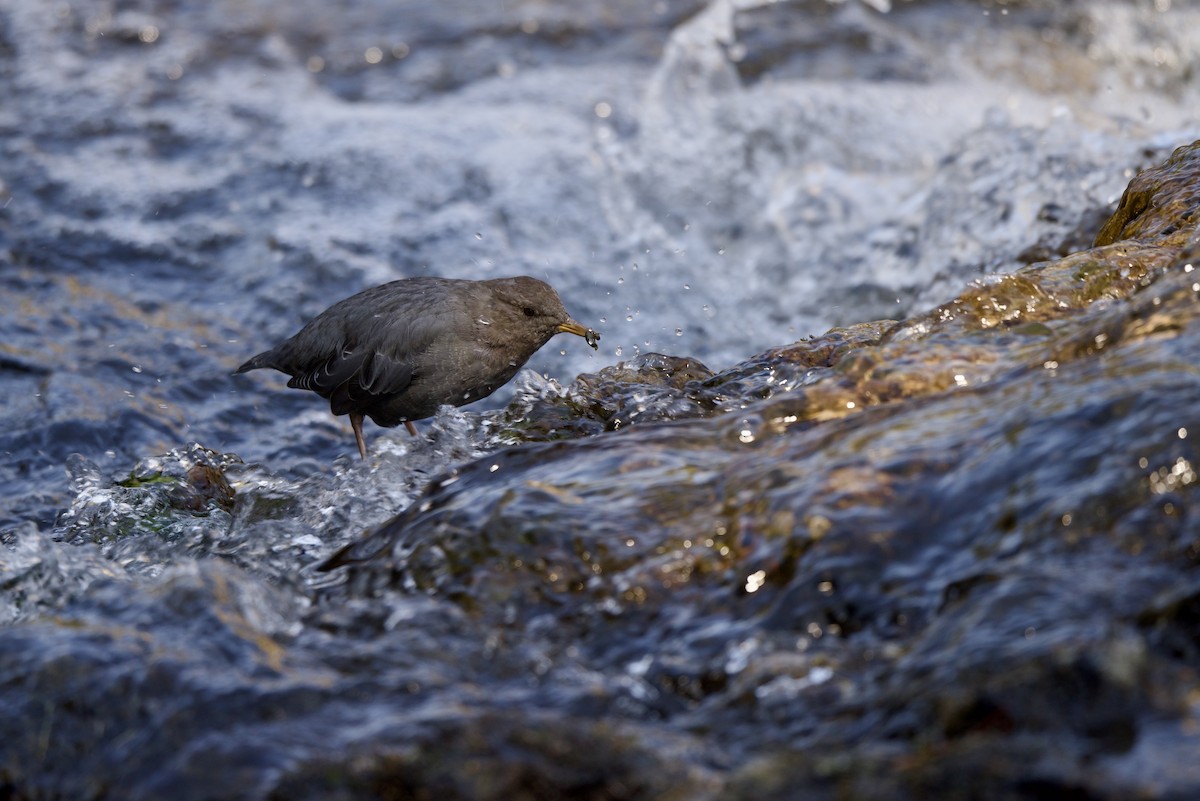 American Dipper - ML647693329
