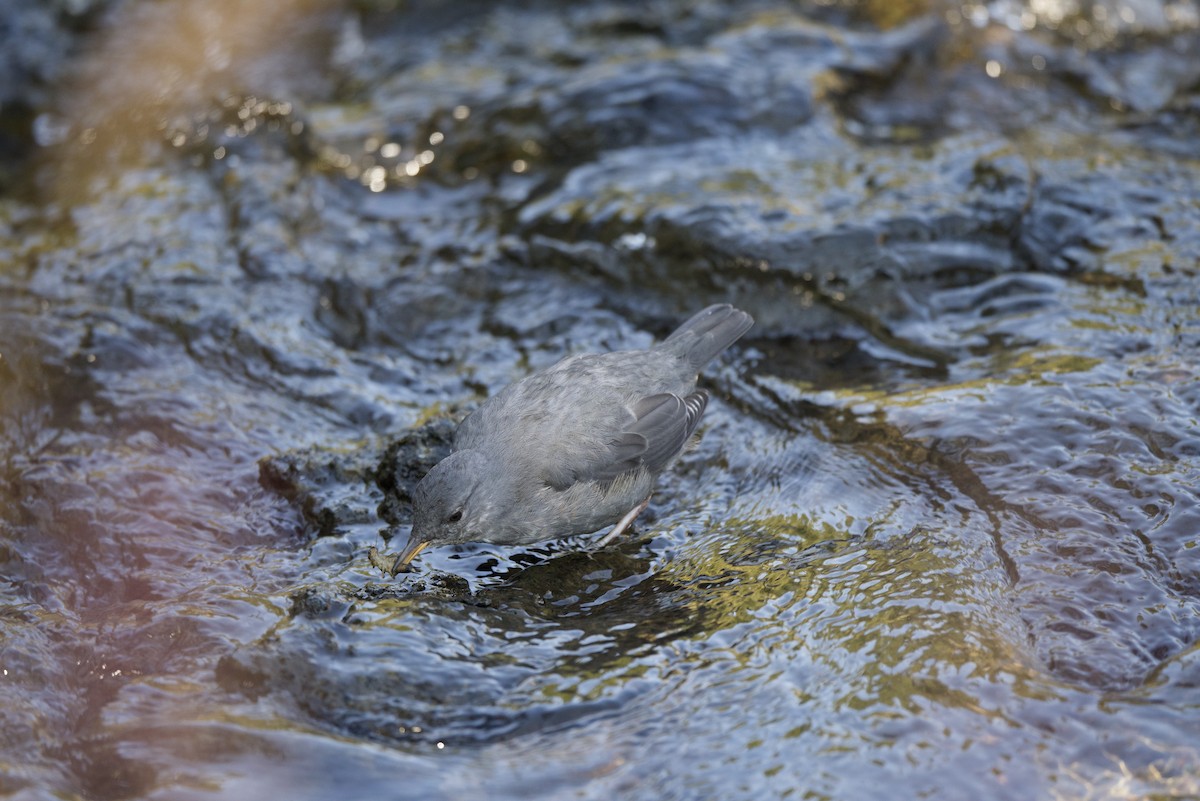 American Dipper - ML647693330