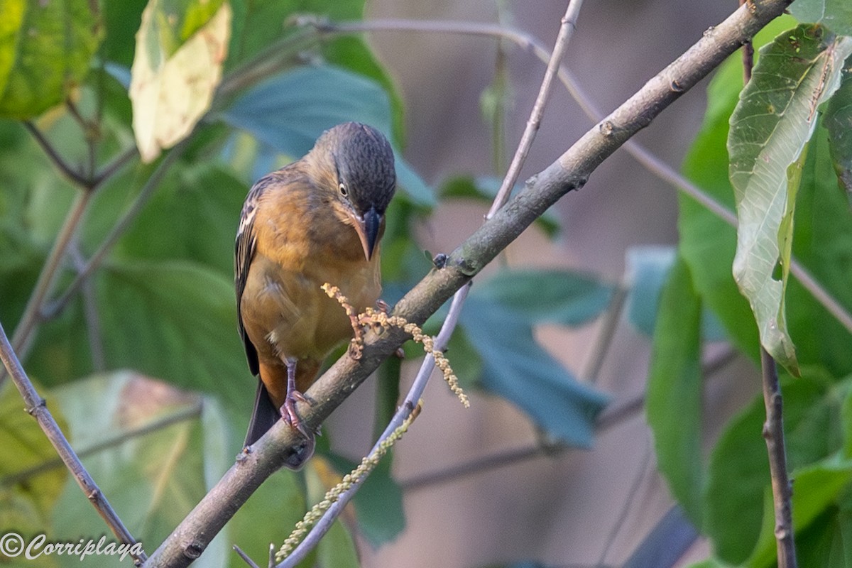 Chestnut-and-black Weaver - ML647693342