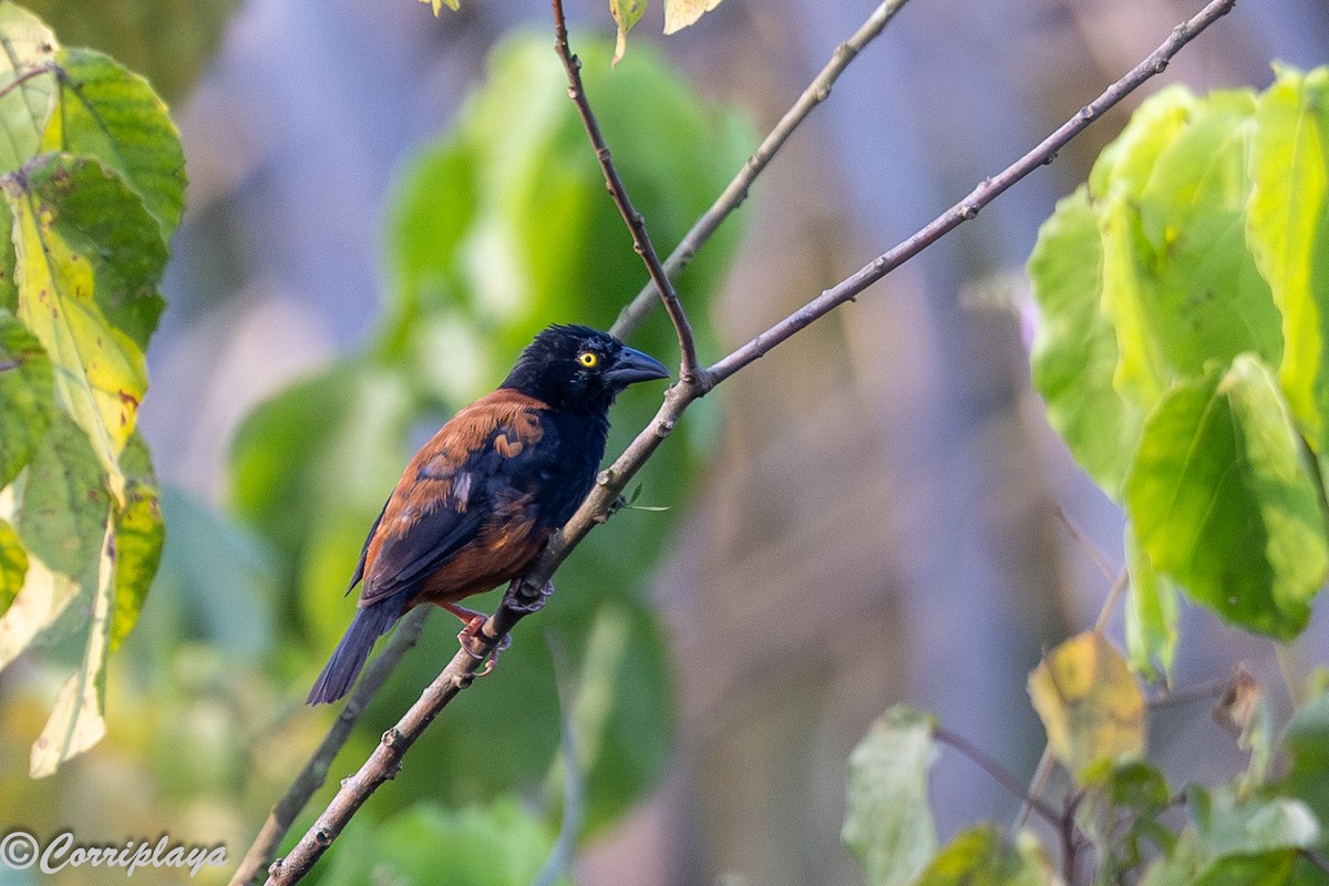 Chestnut-and-black Weaver - ML647693343