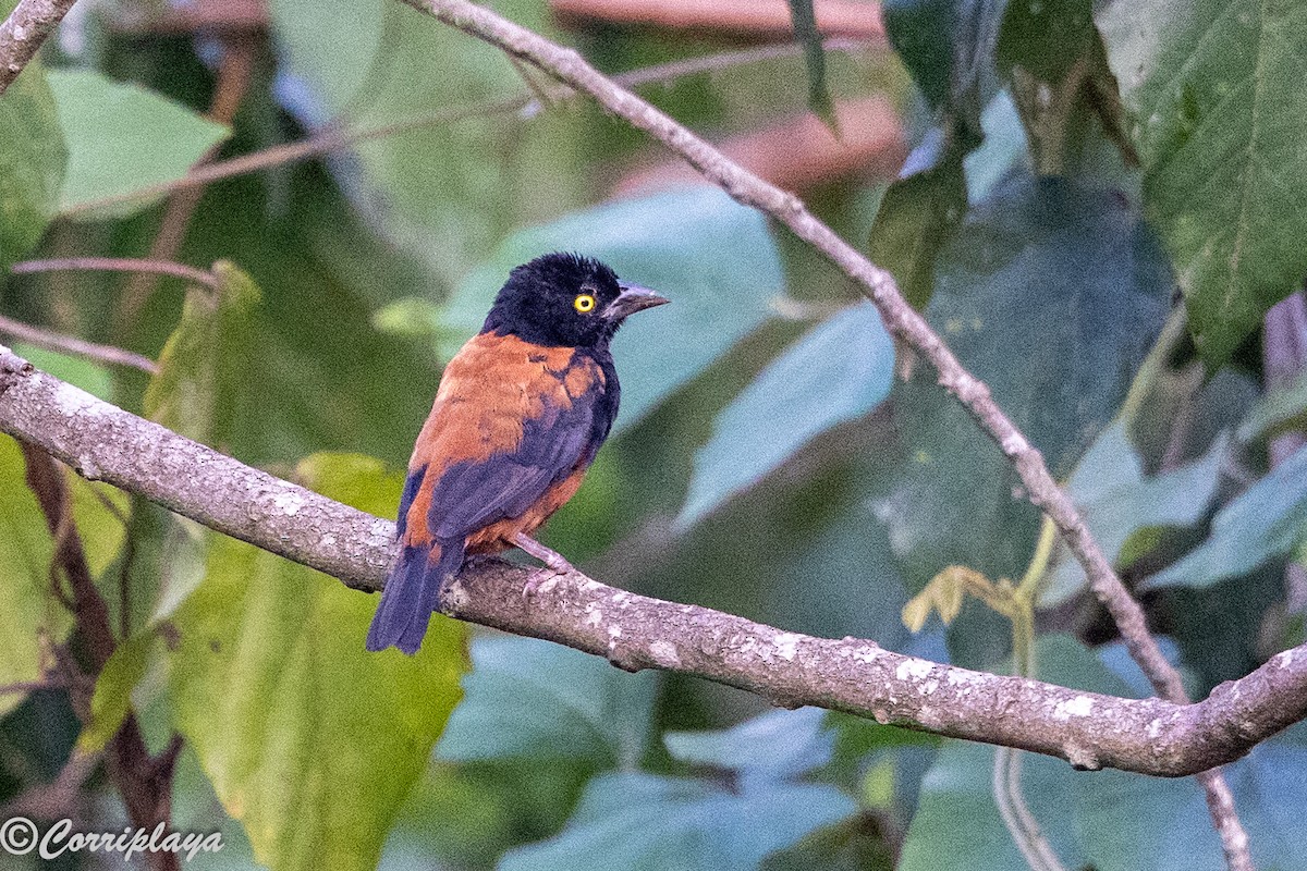 Chestnut-and-black Weaver - ML647693365