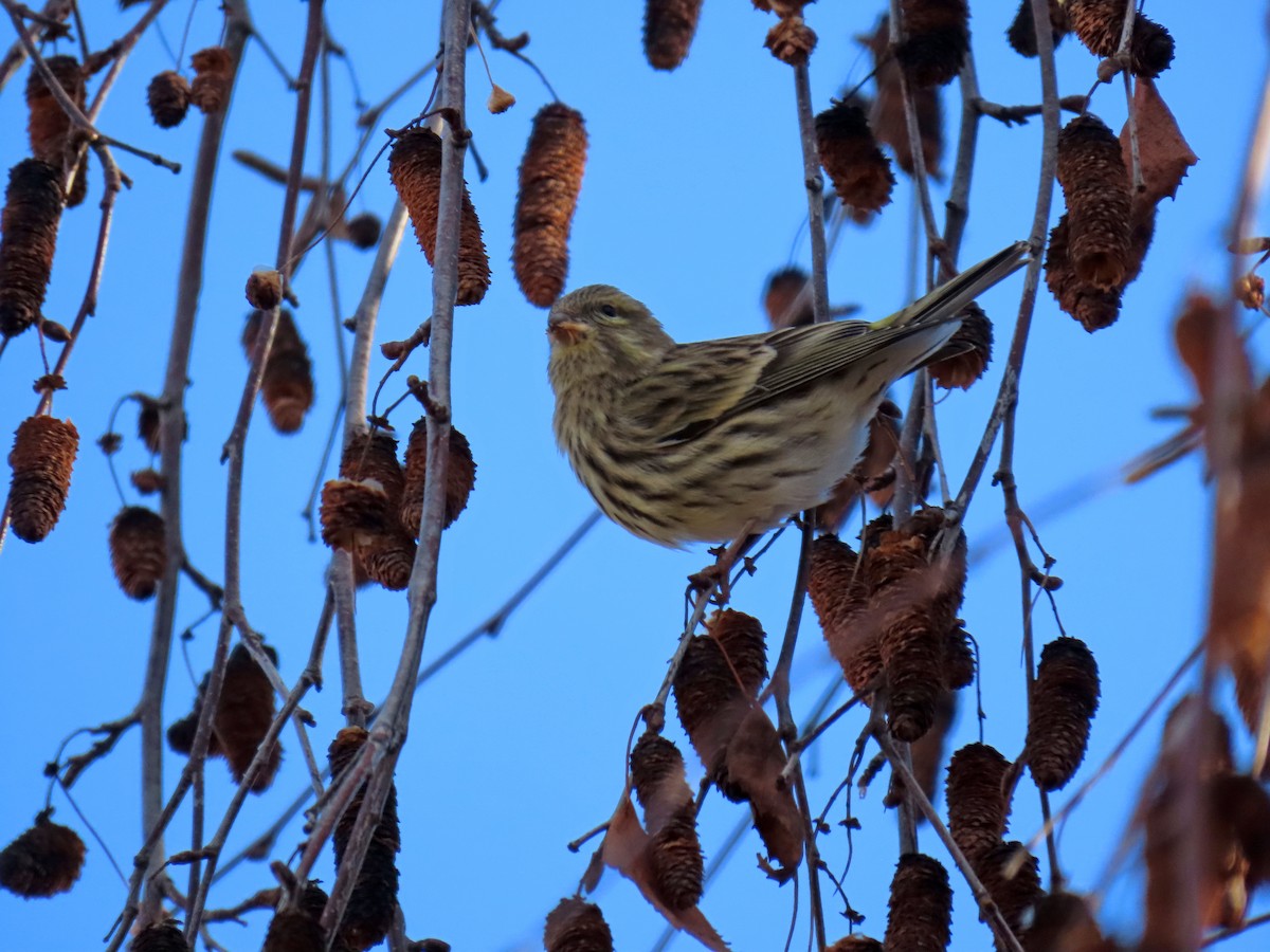 Girlitz - ML647693376